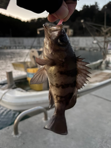 メバルの釣果