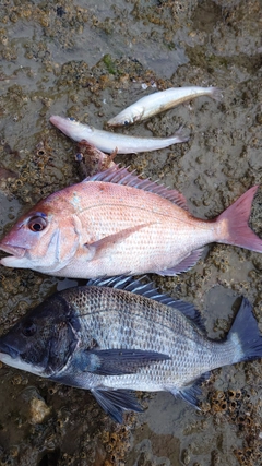 マダイの釣果