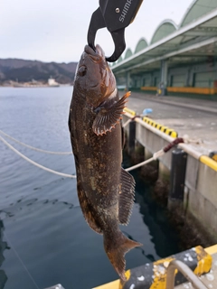 アイナメの釣果