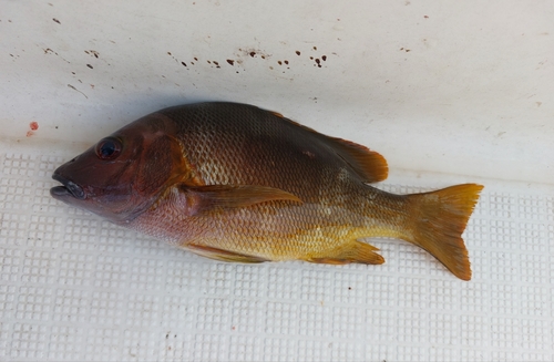 シブダイの釣果