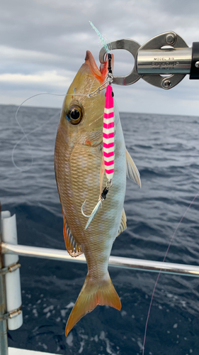 ホオアカクチビの釣果