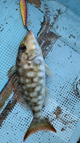 クチナジの釣果