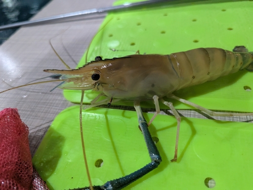 オニテナガエビの釣果