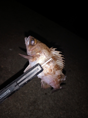 メバルの釣果