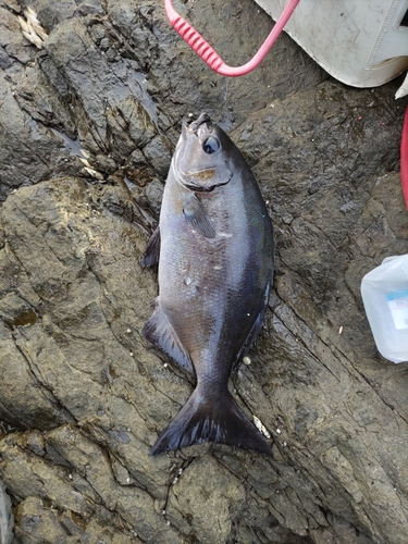 イスズミの釣果