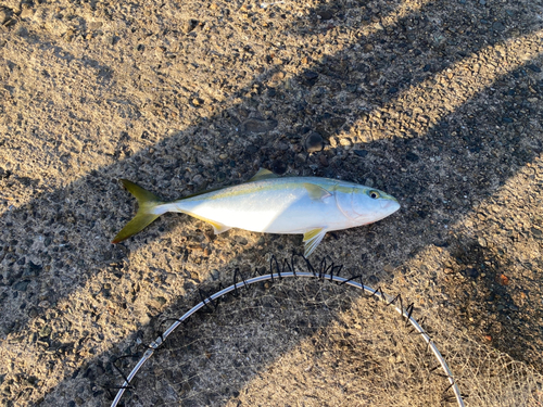 ハマチの釣果