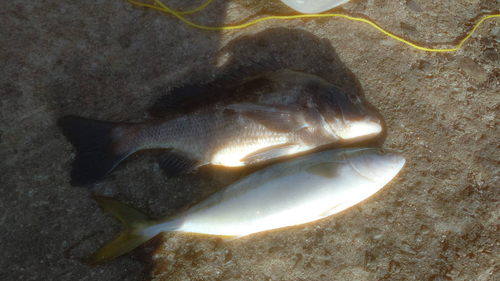 ハマチの釣果