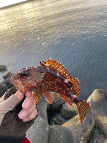 カサゴの釣果