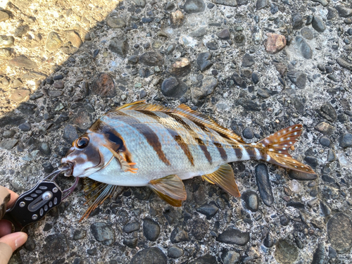 タカノハダイの釣果