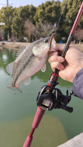 ラージマウスバスの釣果