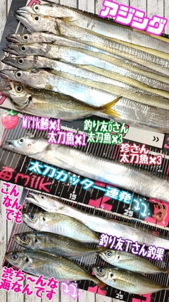 アジの釣果