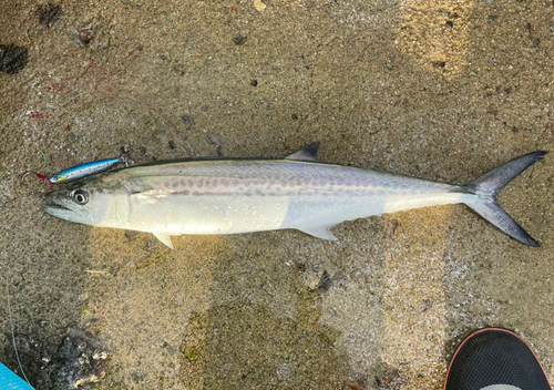 サゴシの釣果