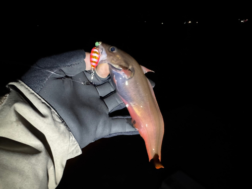 チゴダラの釣果