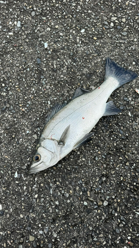 ヒラスズキの釣果