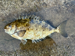 アイゴの釣果