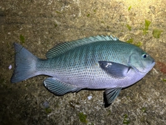 クチブトグレの釣果