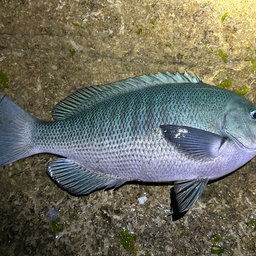 クチブトグレ