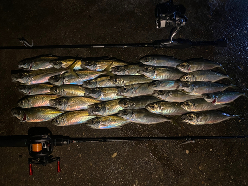 アジの釣果