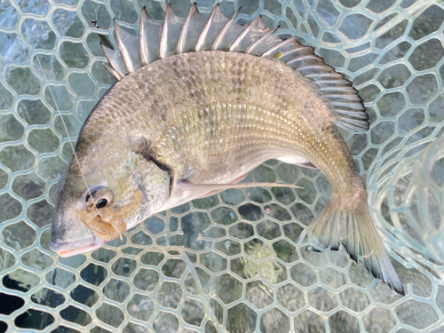 ミナミクロダイの釣果