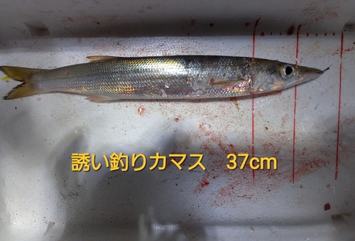 カマスの釣果