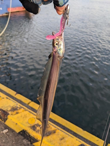 タチウオの釣果