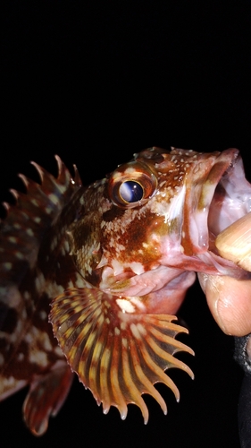 カサゴの釣果