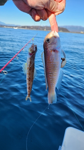 シロアマダイの釣果