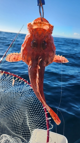 イズカサゴの釣果