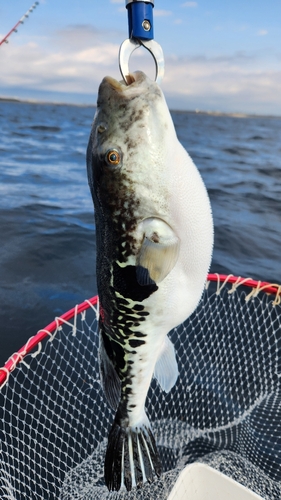 トラフグの釣果