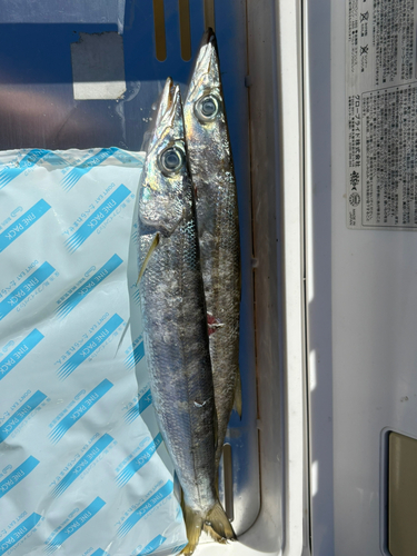 カマスの釣果