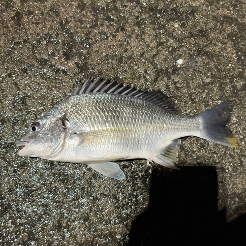 キチヌの釣果