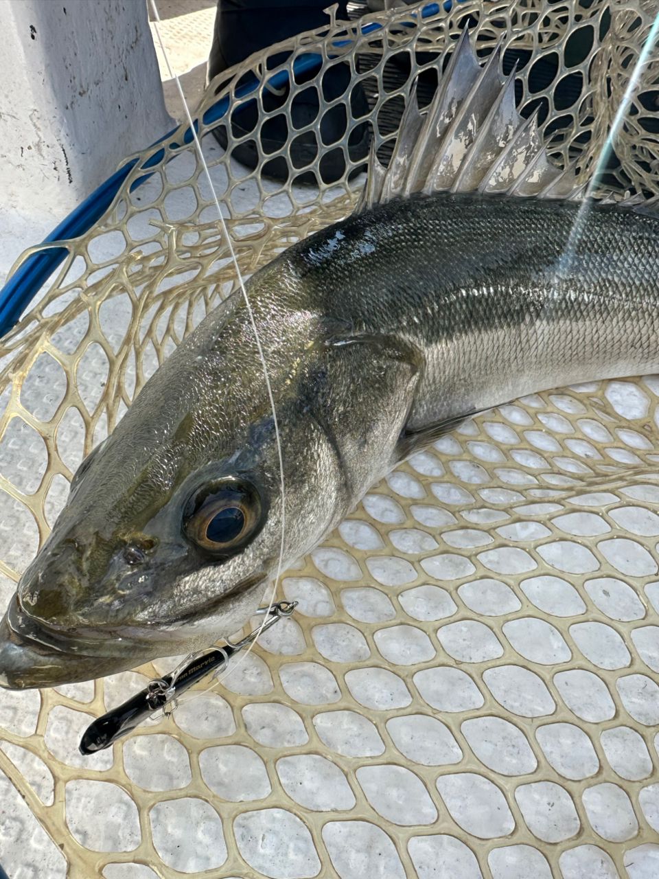 Ryo Kさんの釣果 3枚目の画像