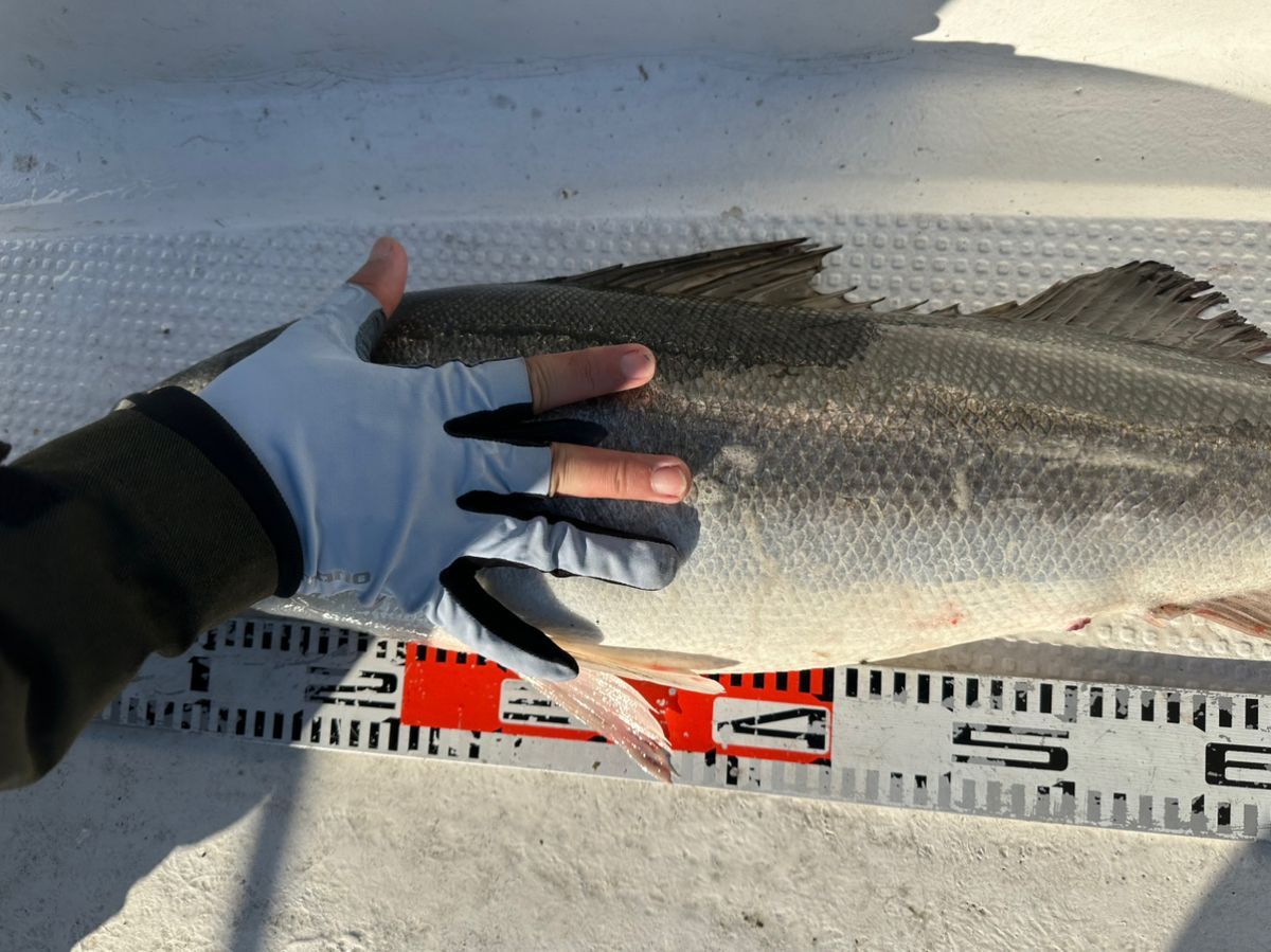 Ryo Kさんの釣果 3枚目の画像