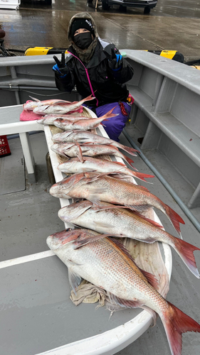 マダイの釣果