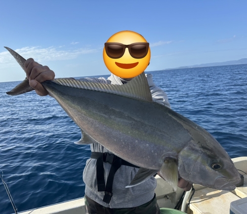 ヒレナガカンパチの釣果