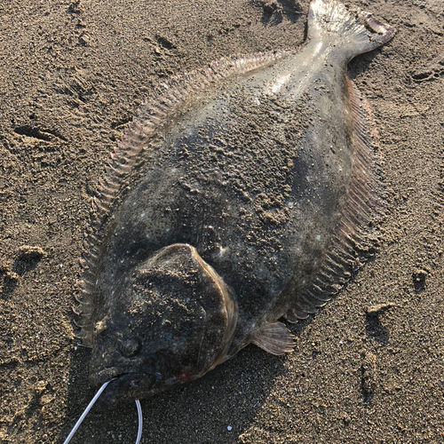 ヒラメの釣果