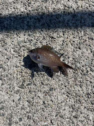 スズメダイの釣果