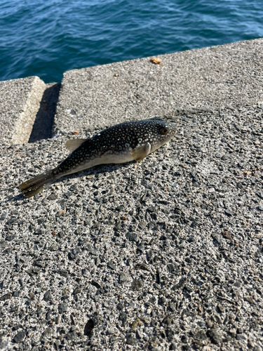 クサフグの釣果