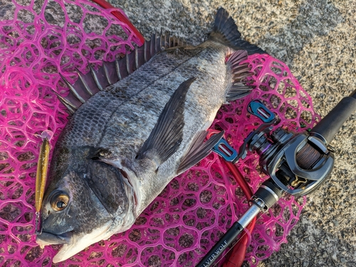 チヌの釣果