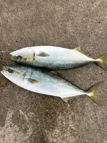 マアジの釣果