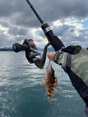 アラカブの釣果