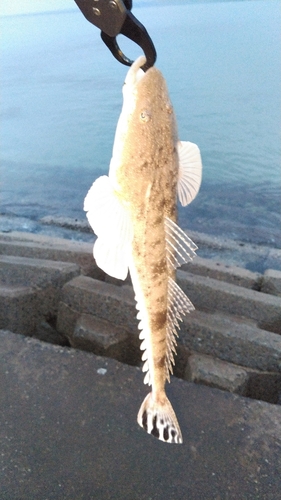 マゴチの釣果