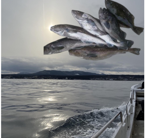 マダラの釣果