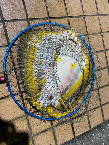 エイの釣果