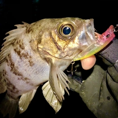 メバルの釣果