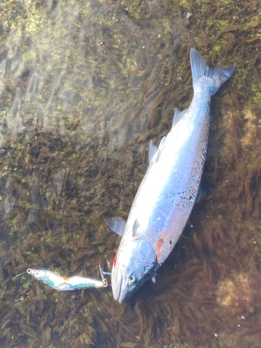 サクラマスの釣果