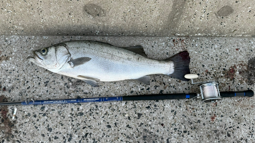 ヒラスズキの釣果