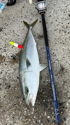 ブリの釣果