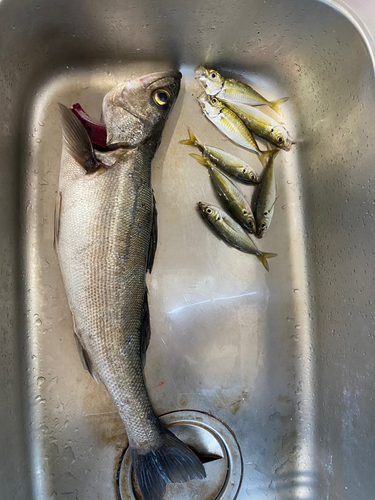 シーバスの釣果