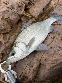 ヒラスズキの釣果